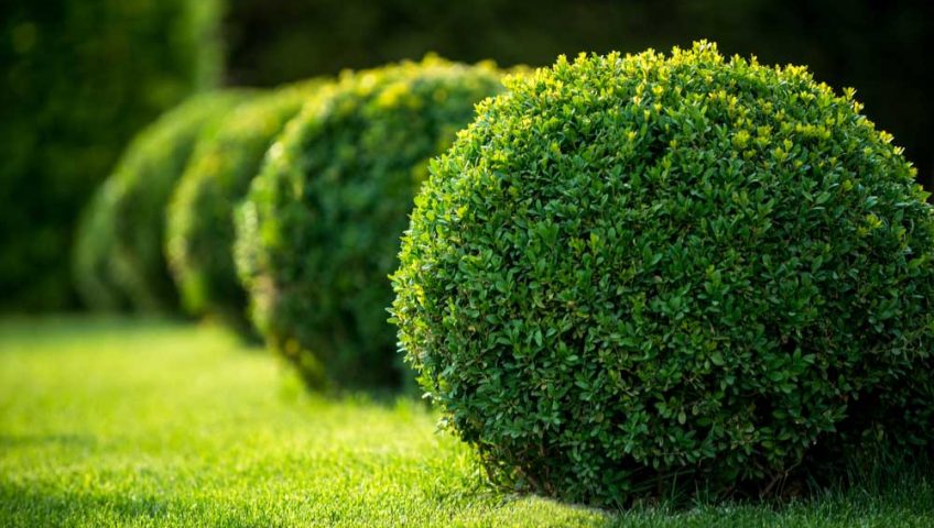 landscaping shrubs