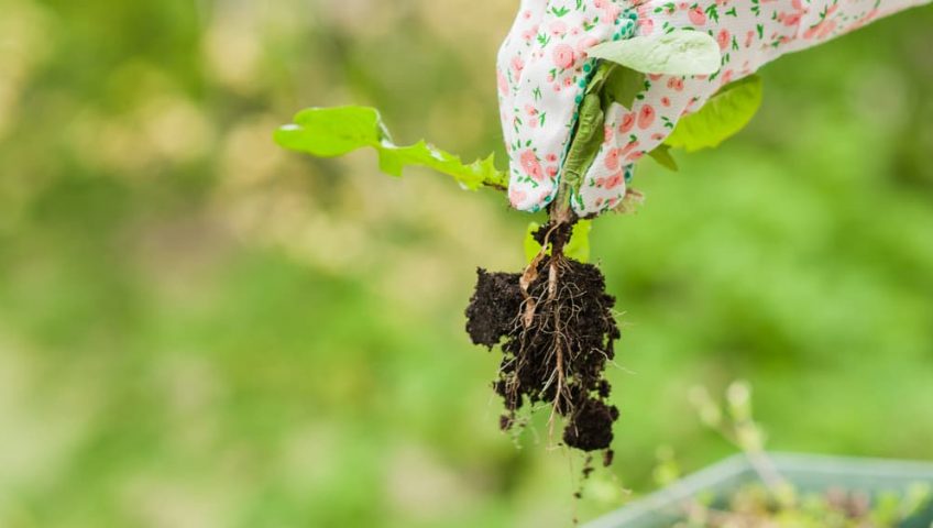 6 Ways to Clean Up Your Yard After a Long Winter